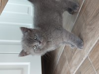 50 günlük british shorthair yavrular