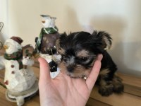 Orjinal Kore Kanı Taşıyan Erkek Poodle Yavrusu