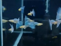 SKY BLUE ALBİNO KOİ BİGRED EAR PREMİUM LEPİSTES
