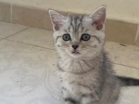 3 aylık british shorthair yavrularımız