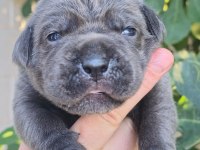 Sınırsız Sayıda Cane Corso Bebekler