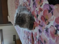 British longhair 4 aylık