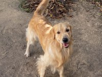 Golden Retriever Aşırı Sevimli