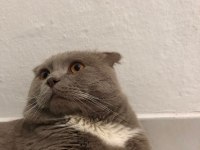 Çok tatlı 1.5 yaşında bir erkek scottish fold