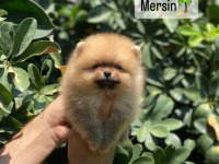 Pomeranian yavrular