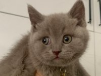Yakışıklı Yavru British Shorthair