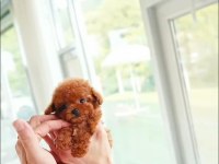 Micro Boy Poodle Yavrularımız
