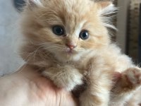 British longhair kedisi