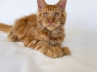 SAFKAN XL Mainecoon Red