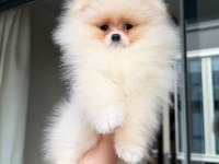 Pomeranian yavrularımız teslime hazır