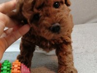 Teddy face toy poodle