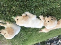 Yavru Golden Retriever Köpeklerimiz