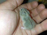 ÖZEL TÜR TEDDY BEAR VE DWARF HAMSTER