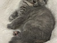 2 aylık scottish fold