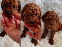 Yavru toy poodle