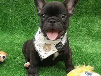 FRENCH BULLDOG YAVRULARI