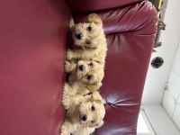 Maltipoo yavrularım sağlık ve ırk garantilidir