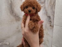 Irk Garantili Poodle Yavruları