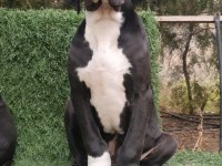 Great Dane ( Danua )