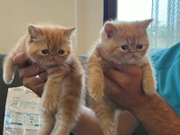 Exotic shorthair kediler