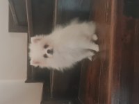 Pomeranian boo bebeklerimiz ırk garantili