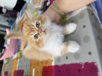 Pofuduk chinchilla bebekler ailesini arıyor