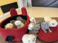 KEDİCİDEN RENK RENK BRITISH SHORTHAIR VE SCOTTISH LER