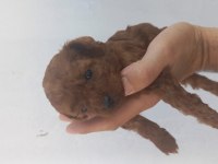 Rezerveye acik toy poodle yavrular