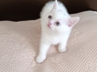 British shorthair dişi