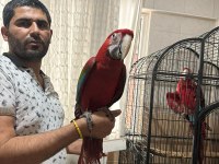 Kırmızı resim kuşu ara macaw