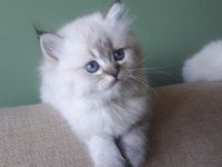 Anne sütü ile büyüyen 2 erkek bir dişi ragdoll yavrular