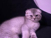 TESLİME HAZIR SCOTTİSH FOLD SİLVER DİŞİ