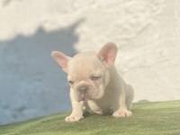 Blue Tan Platinum anatomi harikası egzotik french bulldog