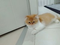 Yavru iran kedisi 3 aylık