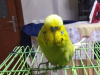 Takaslık muhabbet kuşu