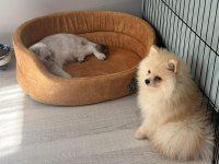3 aylık erkek pomeranian tüm aşıları tamam