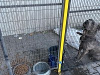 ESKİŞEHİR İÇİ YAVRU GRİ CANE CORSOLAR