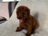 2 aylık kaliteli koyu renk poodle