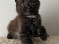 Sağlık Ve Irk Garantili Minik Maine Coon Devler