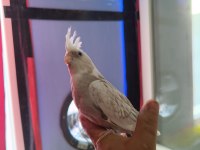 Bebek Sultan Papağanları