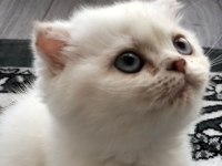 Scottish fold dişi mavi gözlü beyaz kedimiz