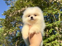 SAF KAN POMERİNİAN BOO YAVRUMUZ YENİ YUVASINA HAZIR
