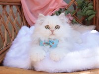 Krem rengi british longhair erkek yavru