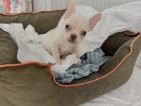 Lilak platinium (dişi) french bulldog
