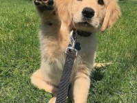 Türkiyenin en güvenilir çiftliğinden golden retriever