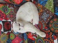 Kısır olmayan on aylık dişi scottish fold