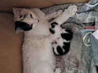 Sokakta baktığımız kedinin 2 yavrusu oldu