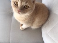 SCOTTİSH FOLD BAL OĞLUMUZA YENİ YUVA