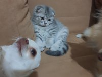 Scottish Fold Erkek