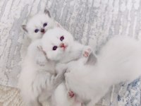 25 günlük british longhair yavru